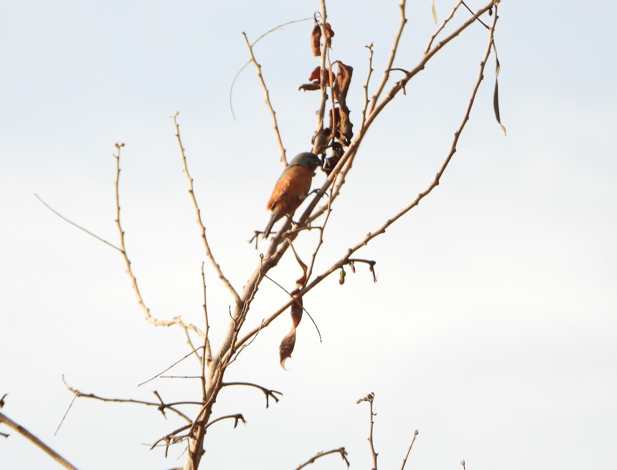 Ruddy-breasted Seedeater - ML642219710