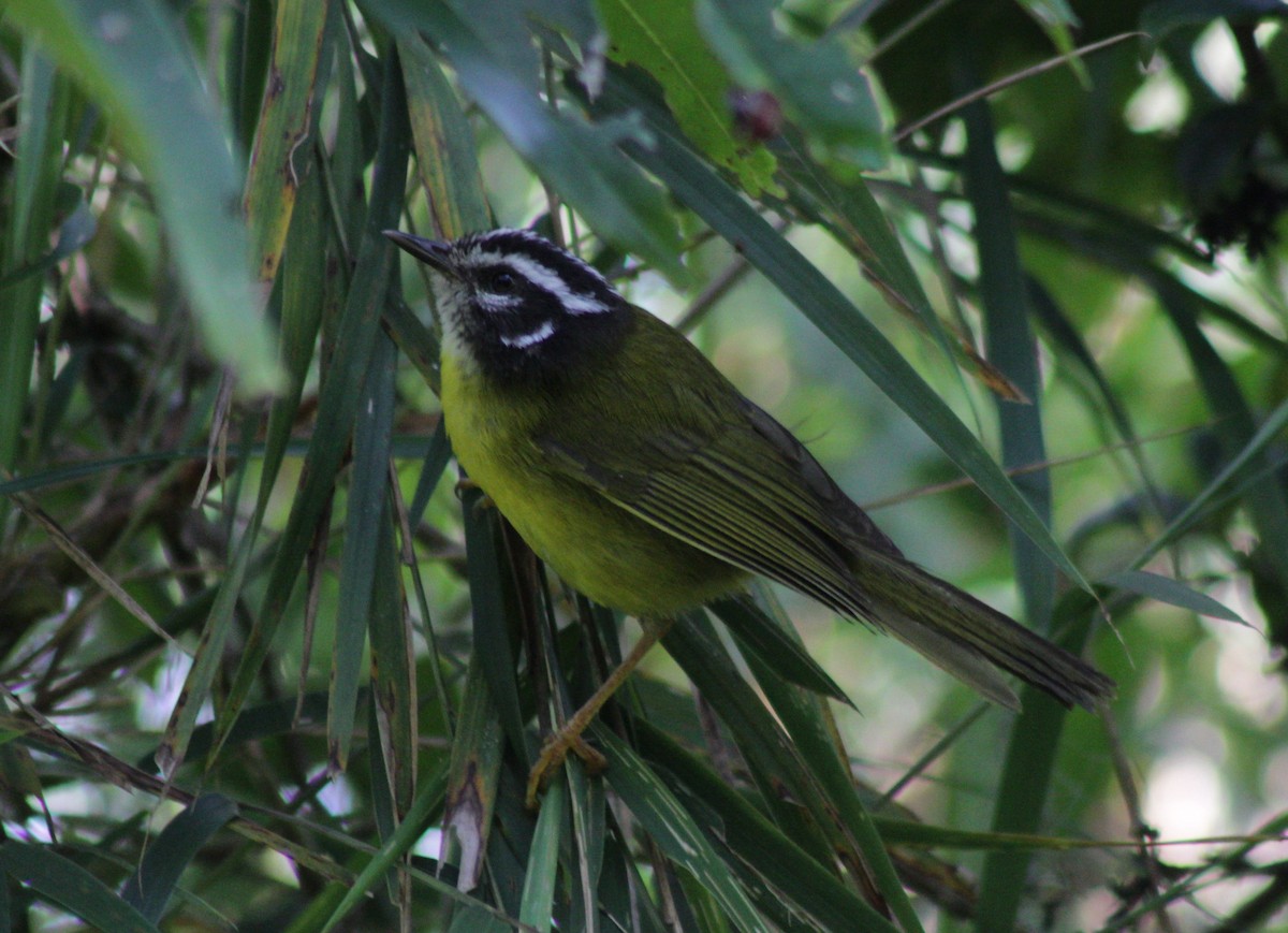 Santa Marta Warbler - ML642219713