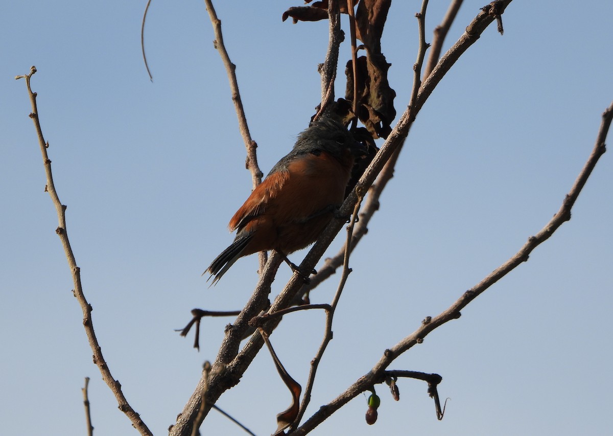 Ruddy-breasted Seedeater - ML642219714