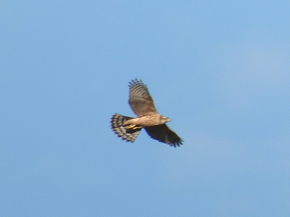 Eurasian Goshawk - ML642219715