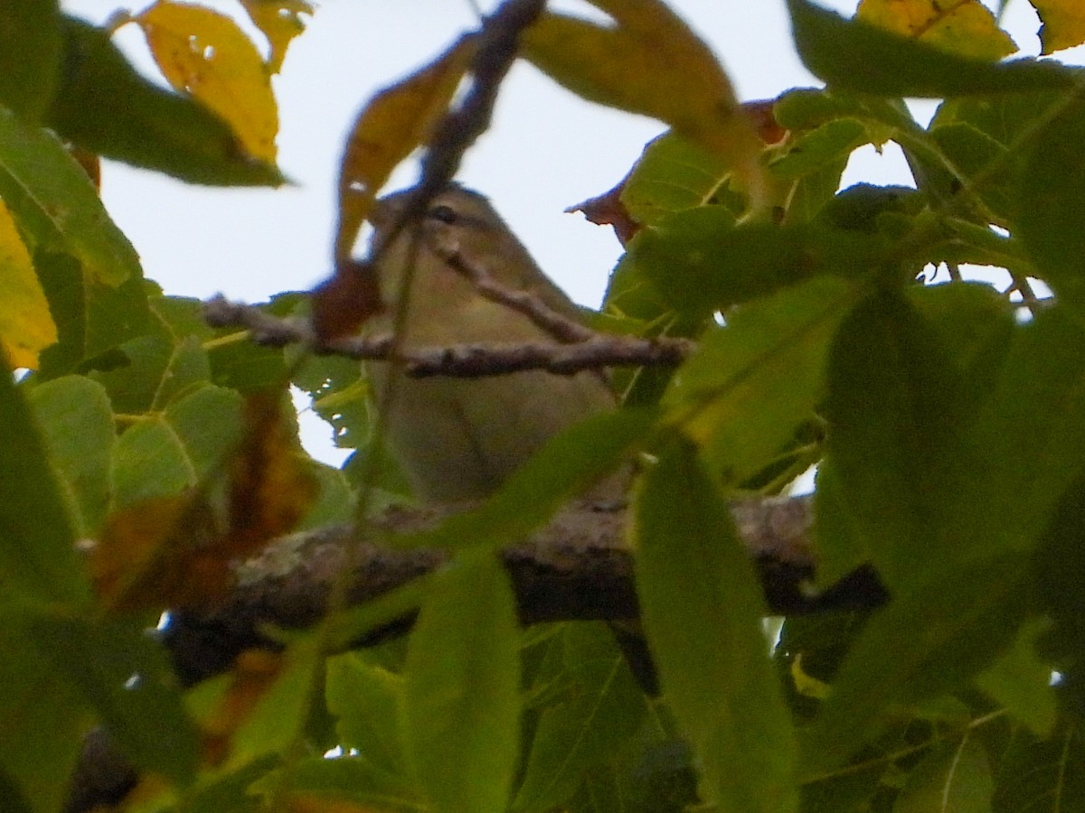 Red-eyed Vireo - ML642219717