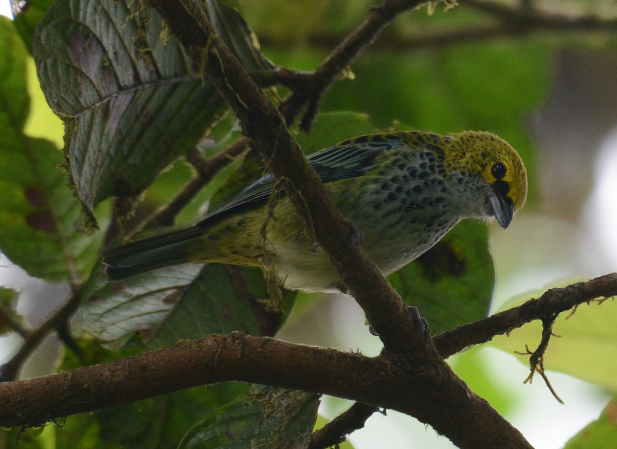 Speckled Tanager - ML642219720