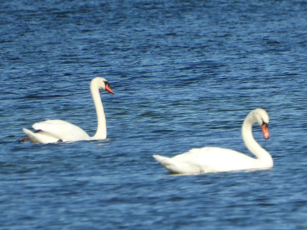 Mute Swan - ML642219723