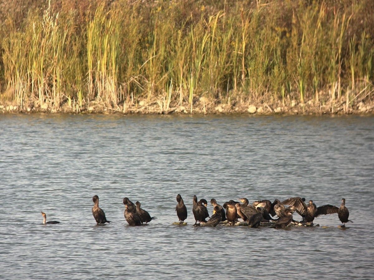 Double-crested Cormorant - ML642219726