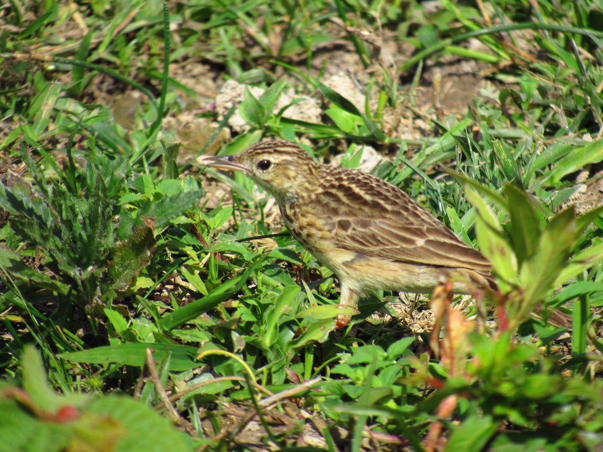 Yellowish Pipit - ML642219751