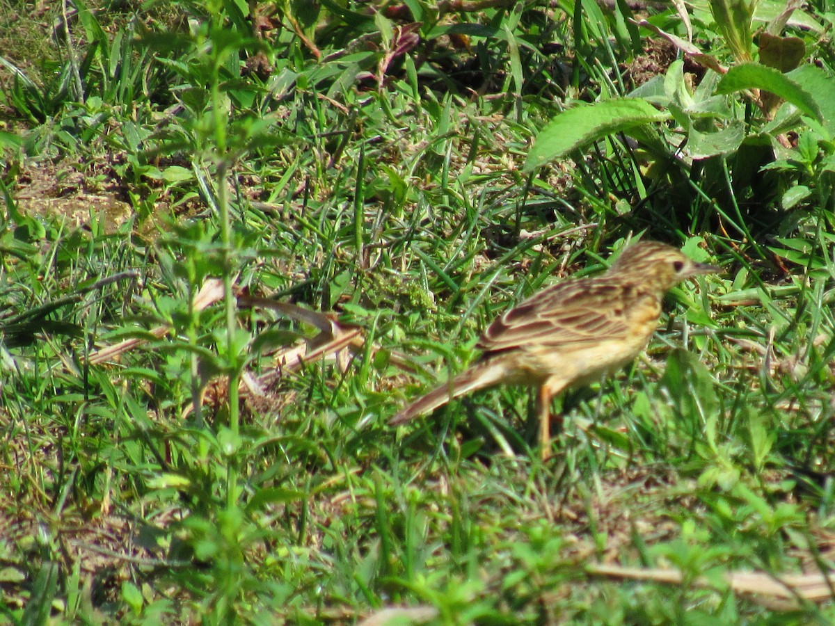 Yellowish Pipit - ML642219752