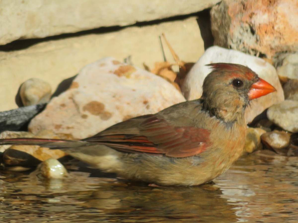 Northern Cardinal - ML642219773