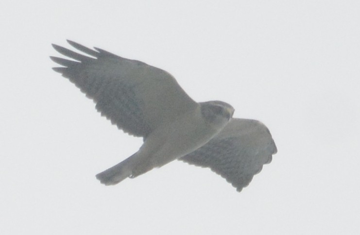 Short-tailed Hawk - ML642219774