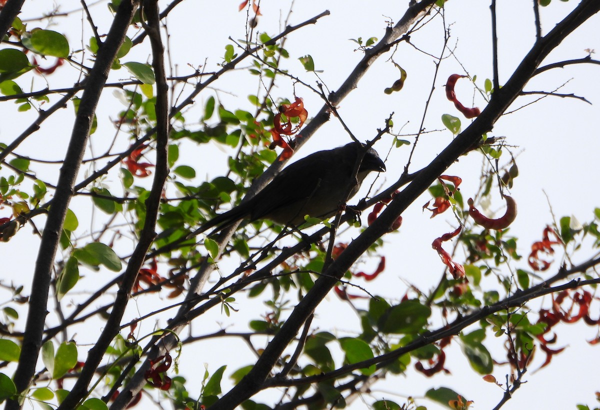 Olive-gray Saltator - ML642219779