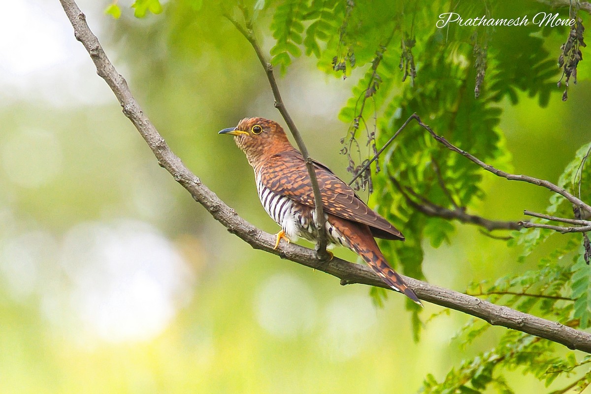 Lesser Cuckoo - ML642219792
