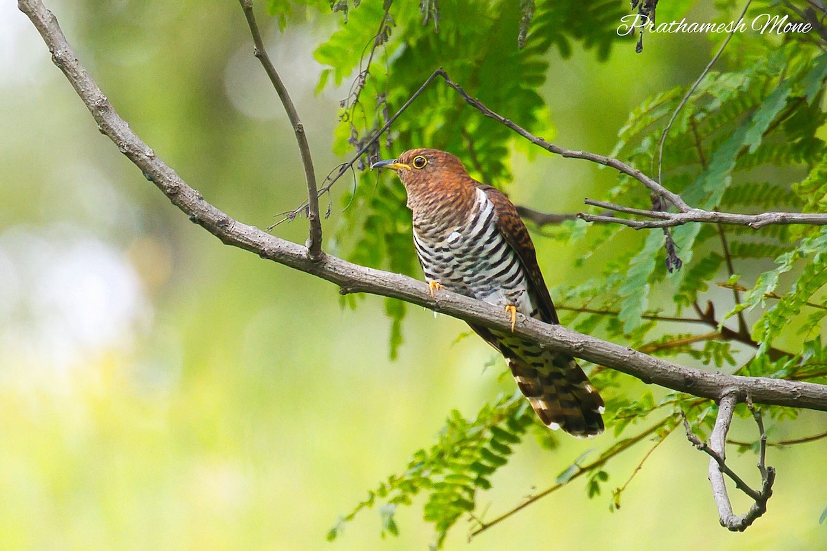 Lesser Cuckoo - ML642219793