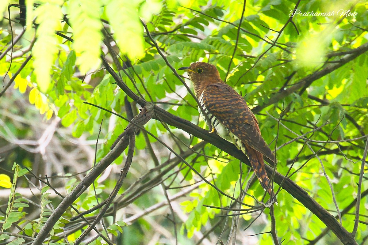 Lesser Cuckoo - ML642219794