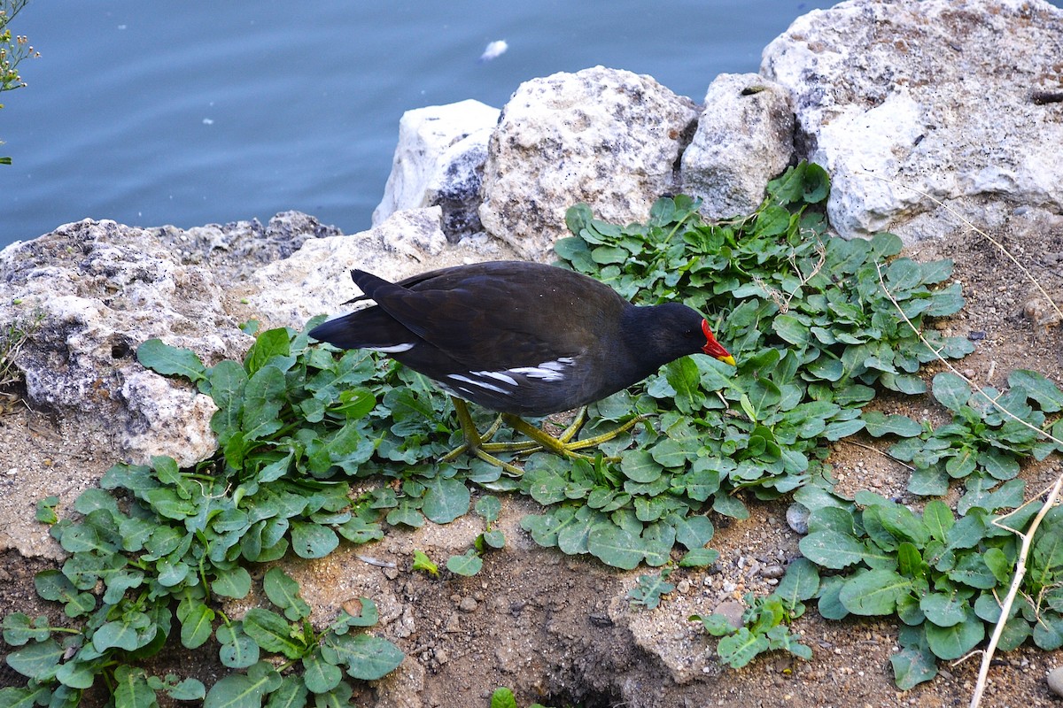 Gallinule poule-d'eau - ML642219797