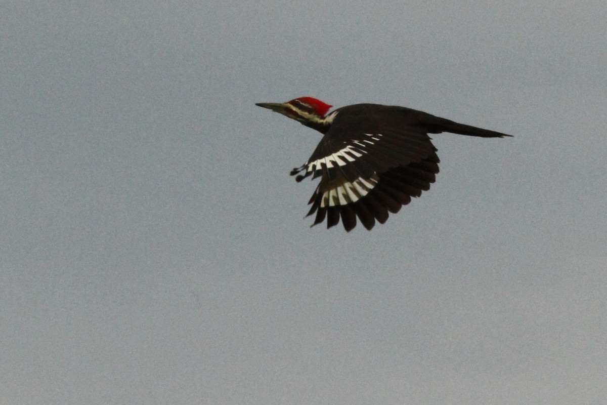 Pileated Woodpecker - ML642219804