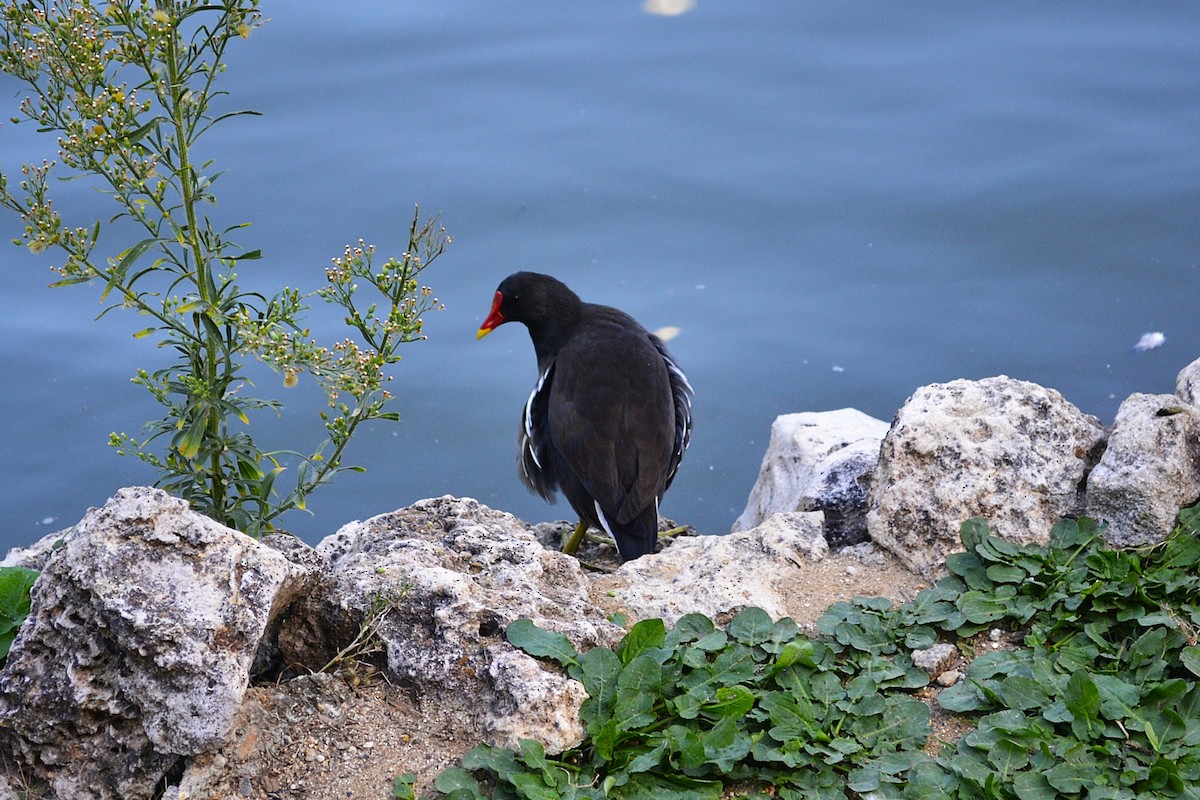 Gallinule poule-d'eau - ML642219805