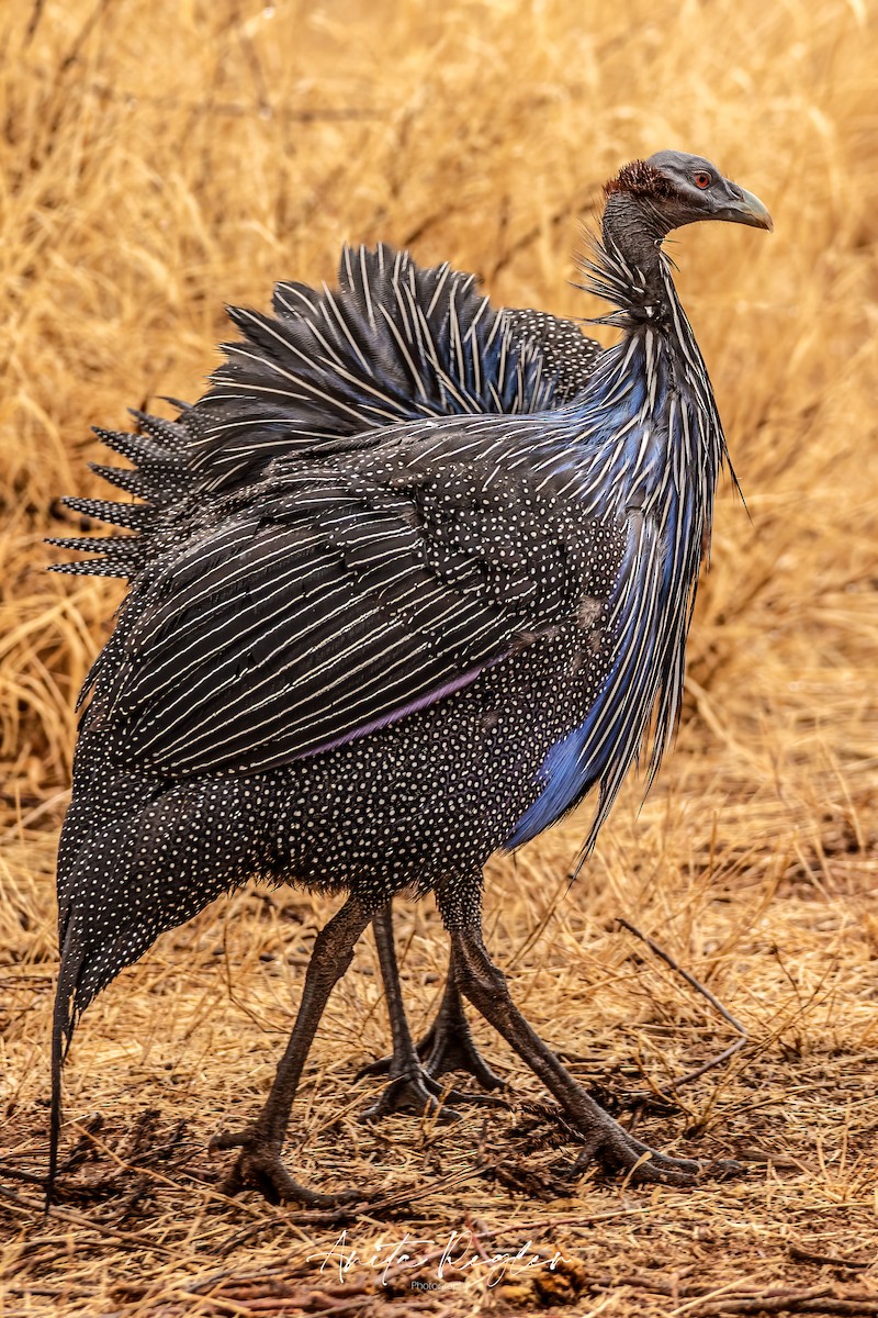 Vulturine Guineafowl - ML642219820