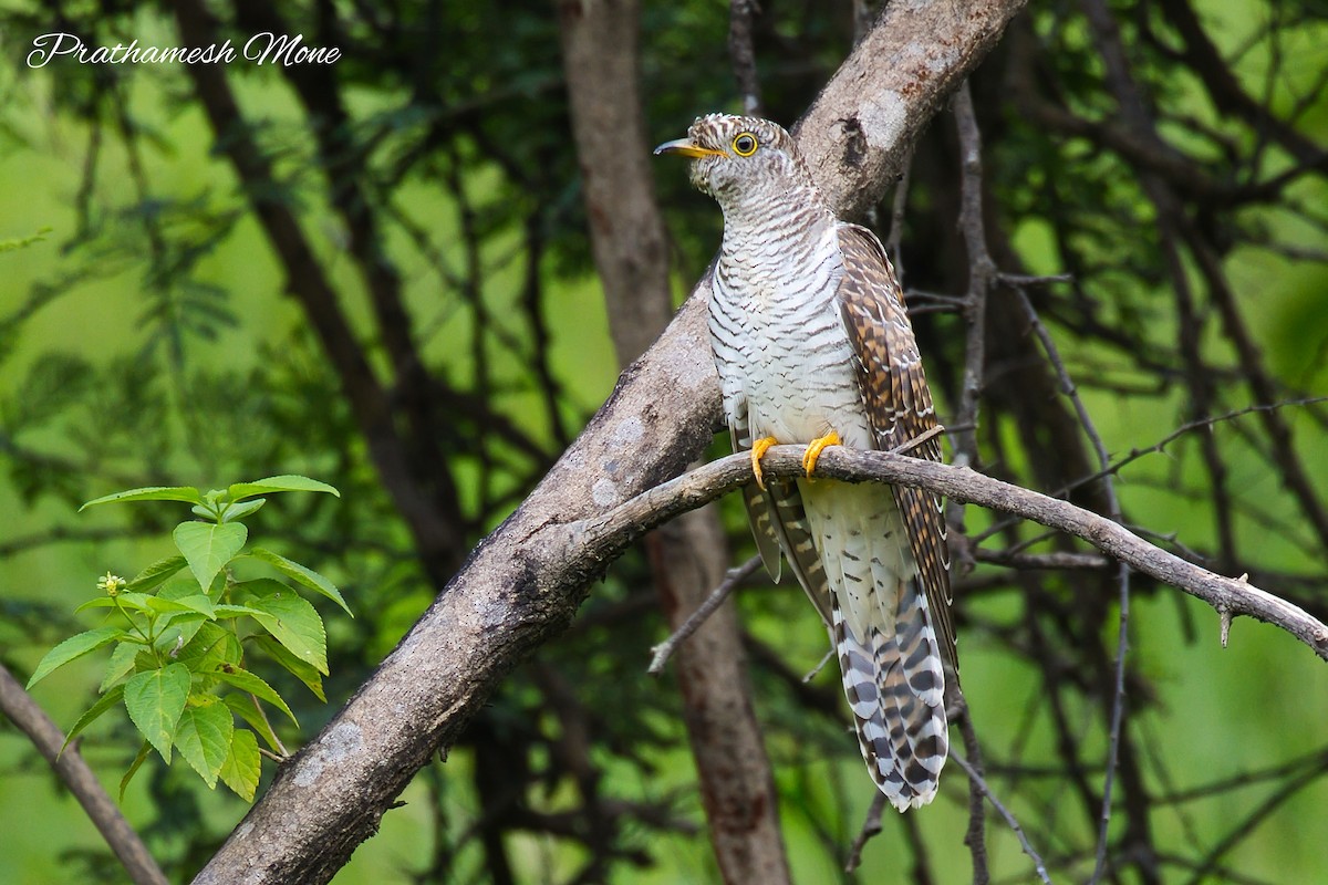 Common Cuckoo - ML642219832