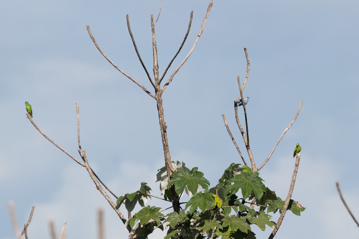 Tui Parakeet - ML642219838