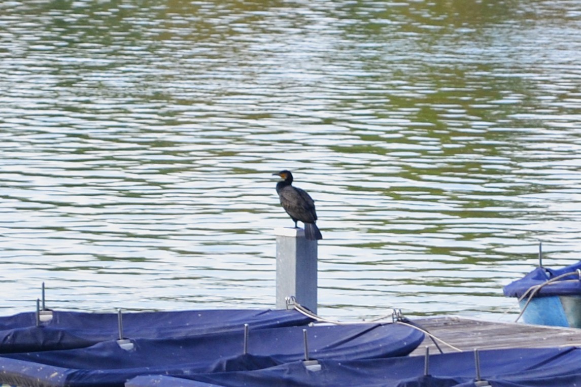 Great Cormorant - ML642219840