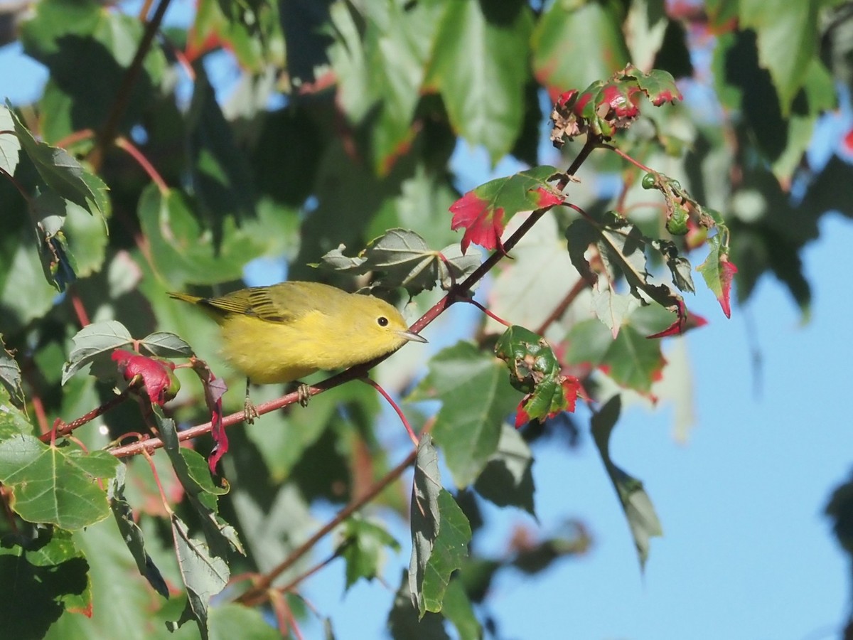 Yellow Warbler - ML642219842