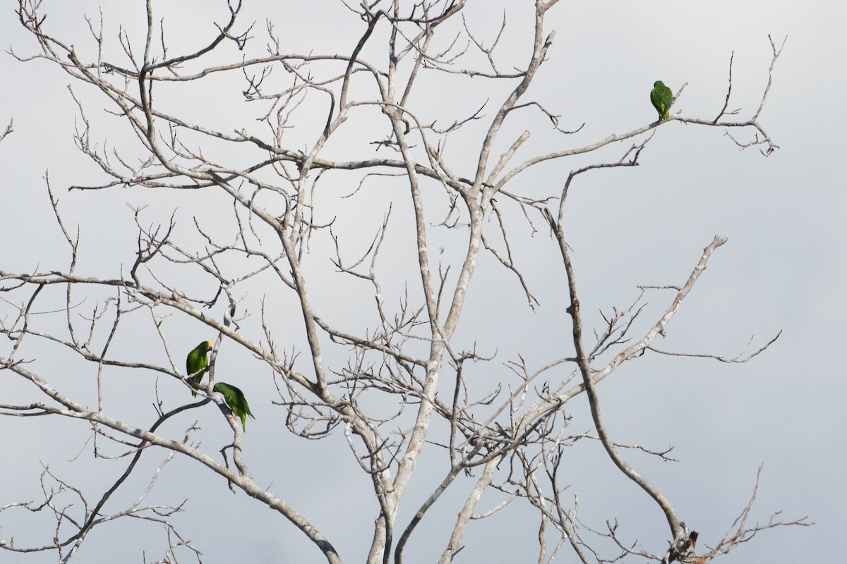 Tui Parakeet - ML642219843