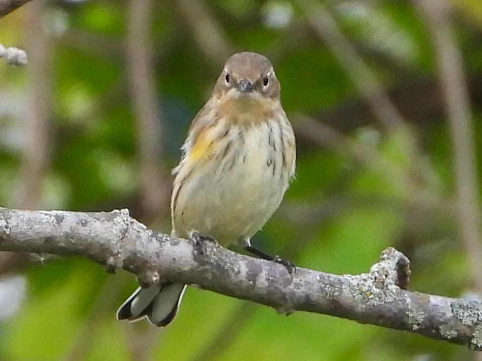 Yellow-rumped Warbler (Myrtle) - ML642219844