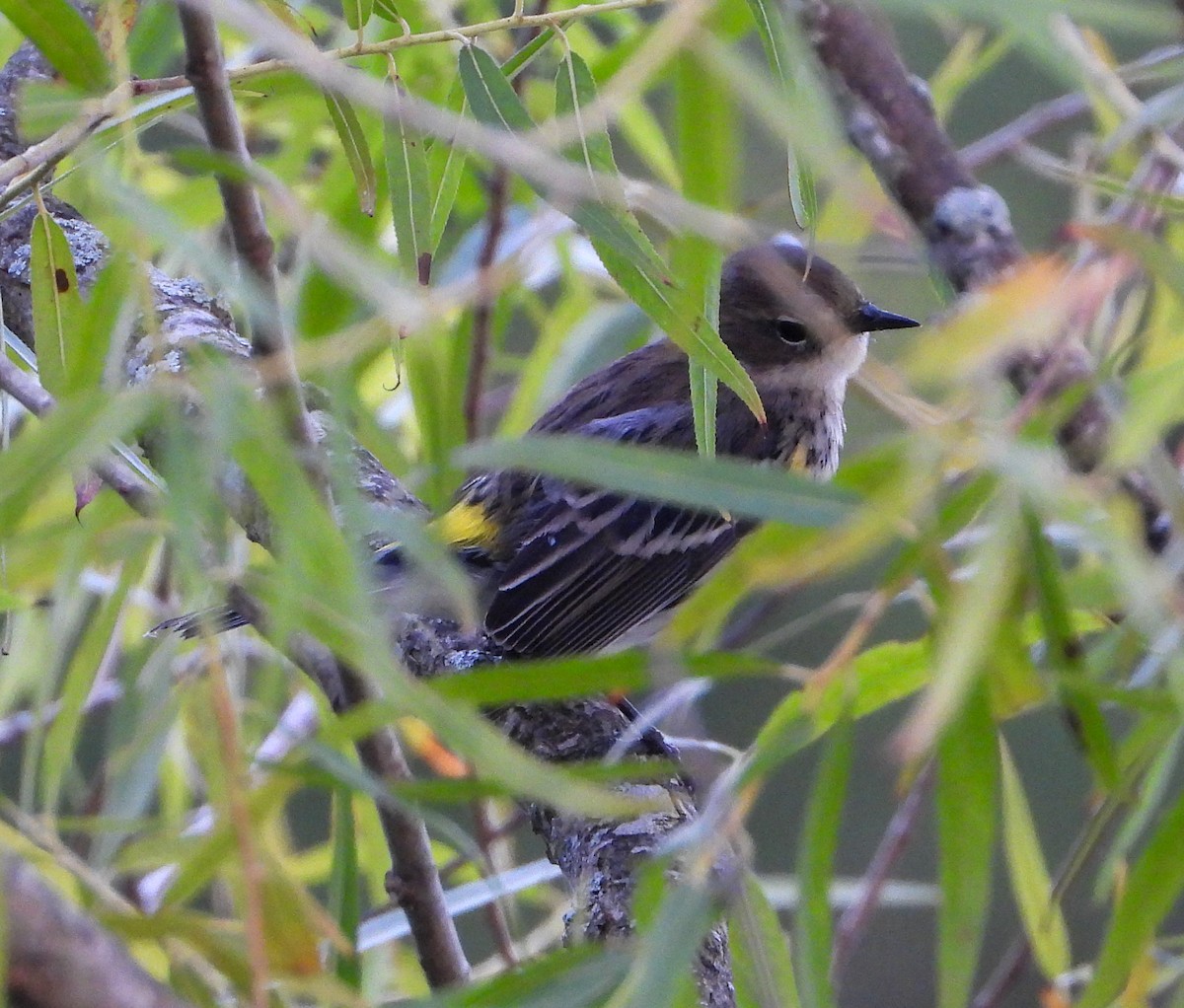 Yellow-rumped Warbler (Myrtle) - ML642219845