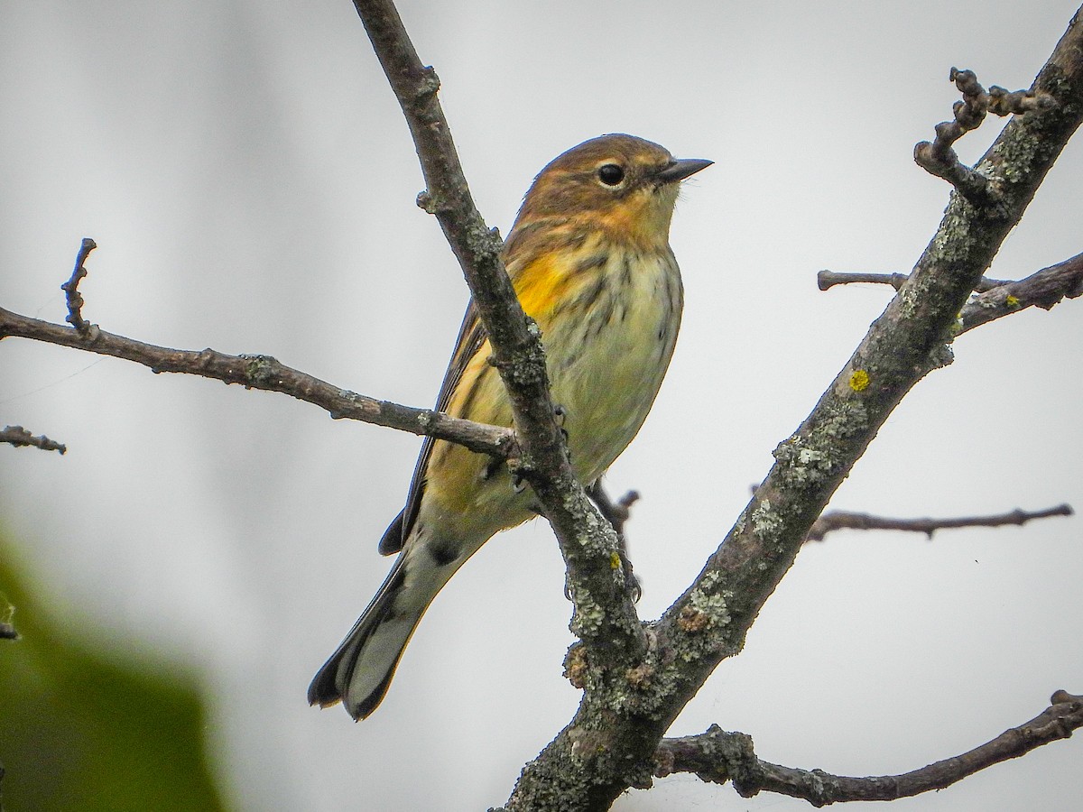 Yellow-rumped Warbler (Myrtle) - ML642219846