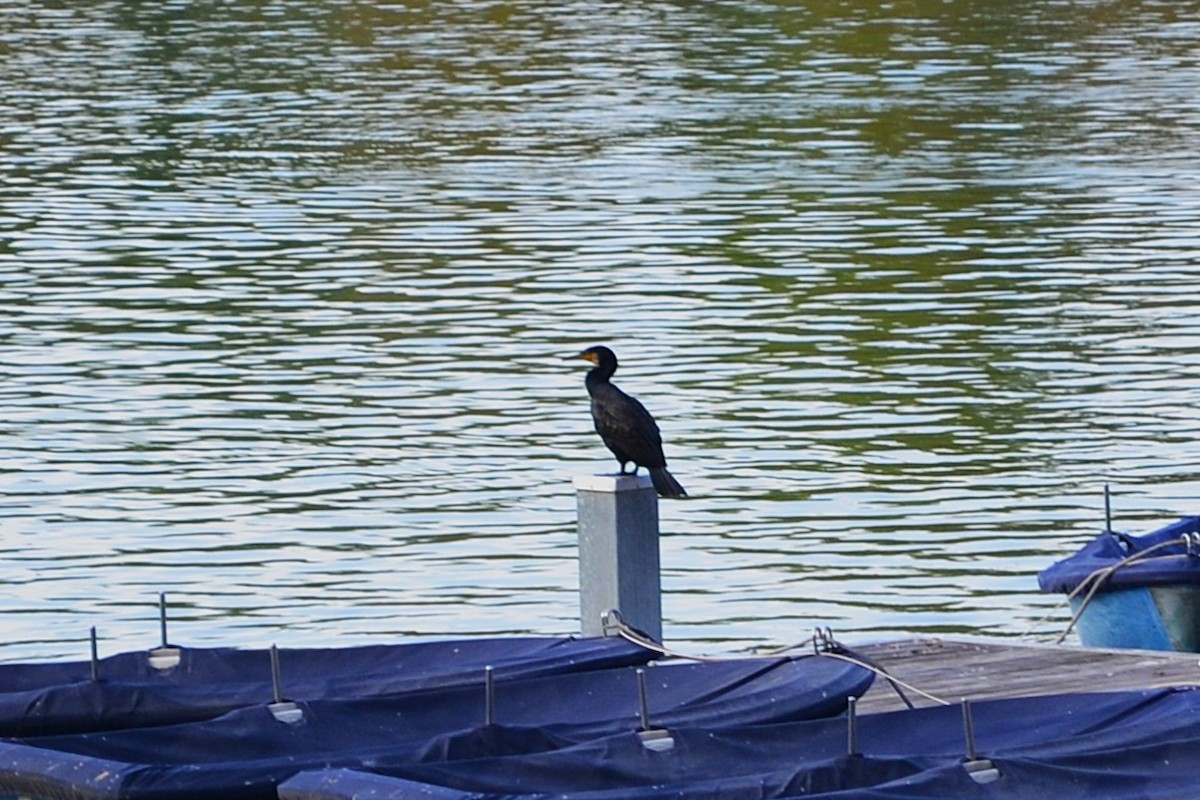Great Cormorant - ML642219847