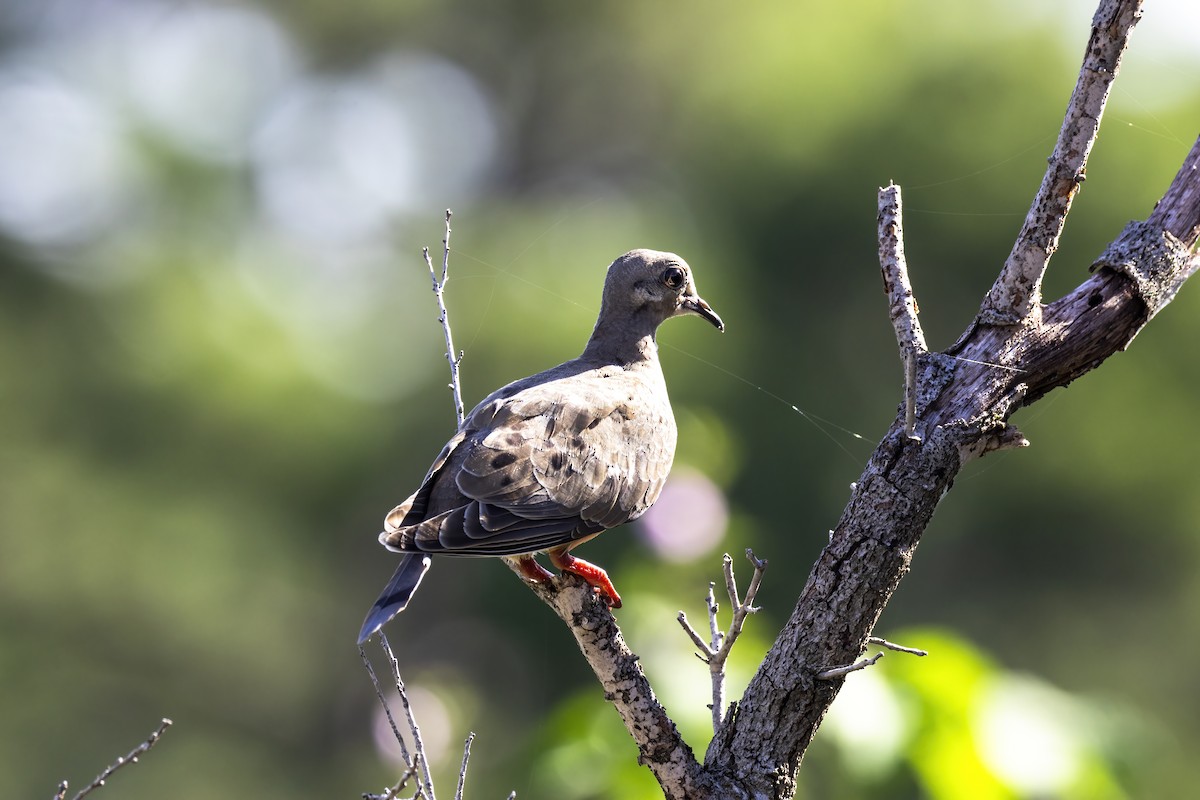Common Ground Dove - ML642219848