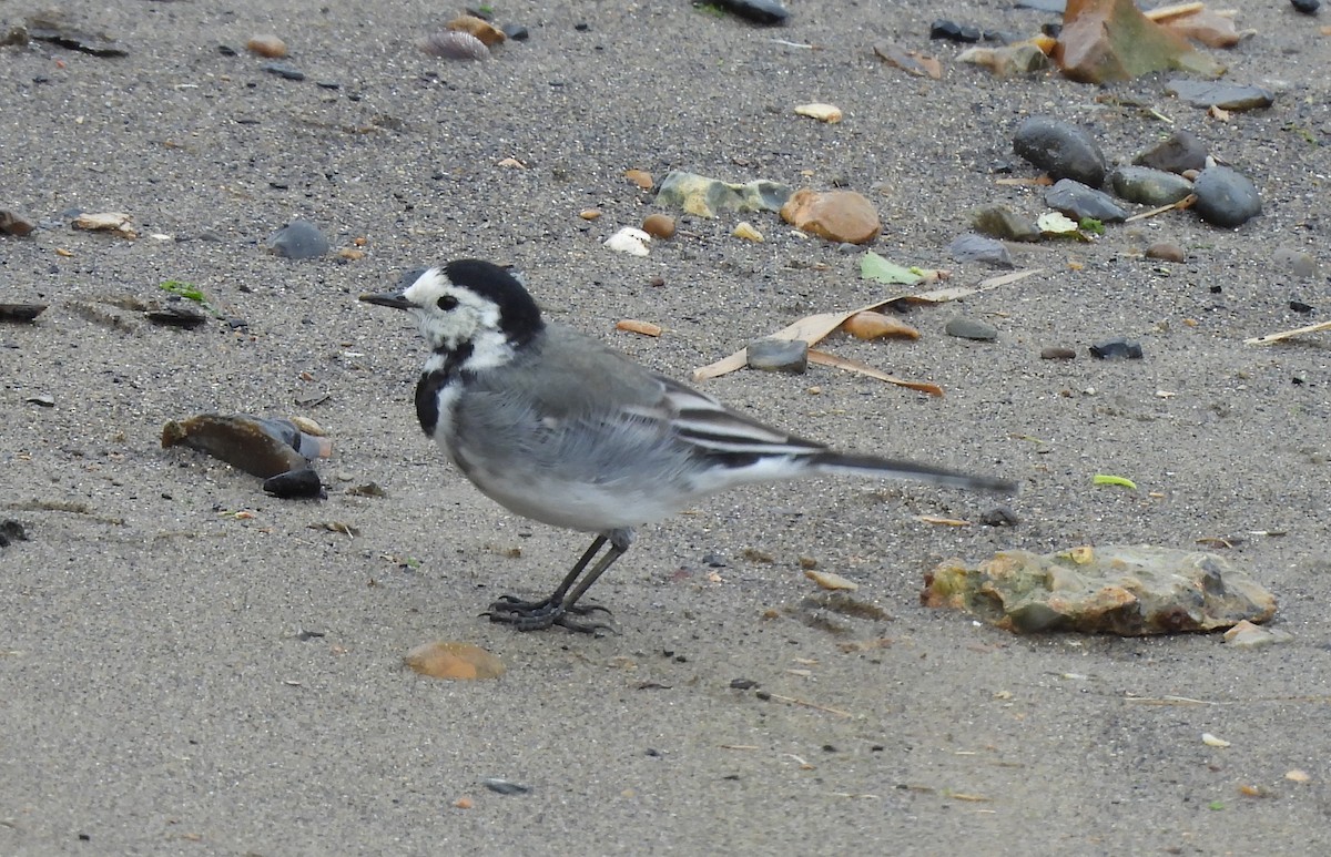 White Wagtail - ML642219849
