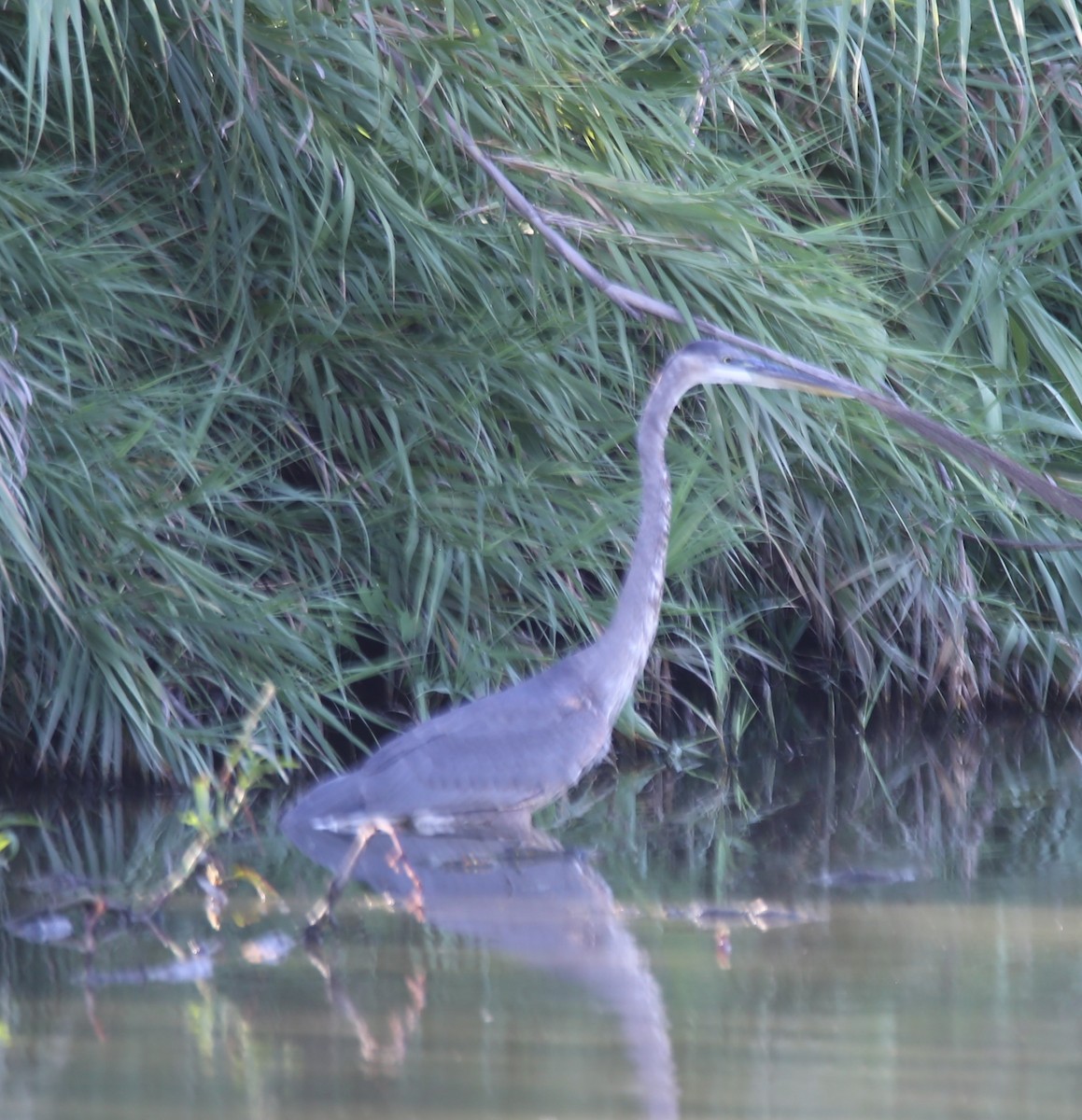 Great Blue Heron - ML642219850