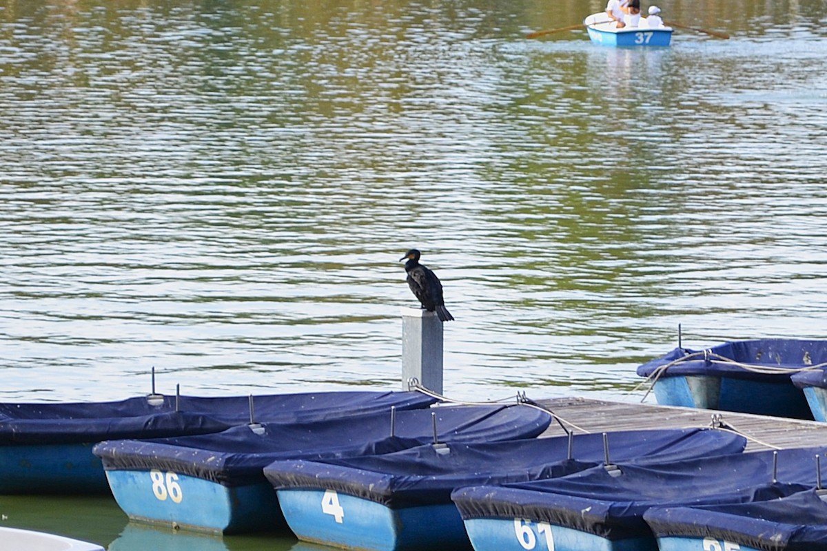 Great Cormorant - ML642219851
