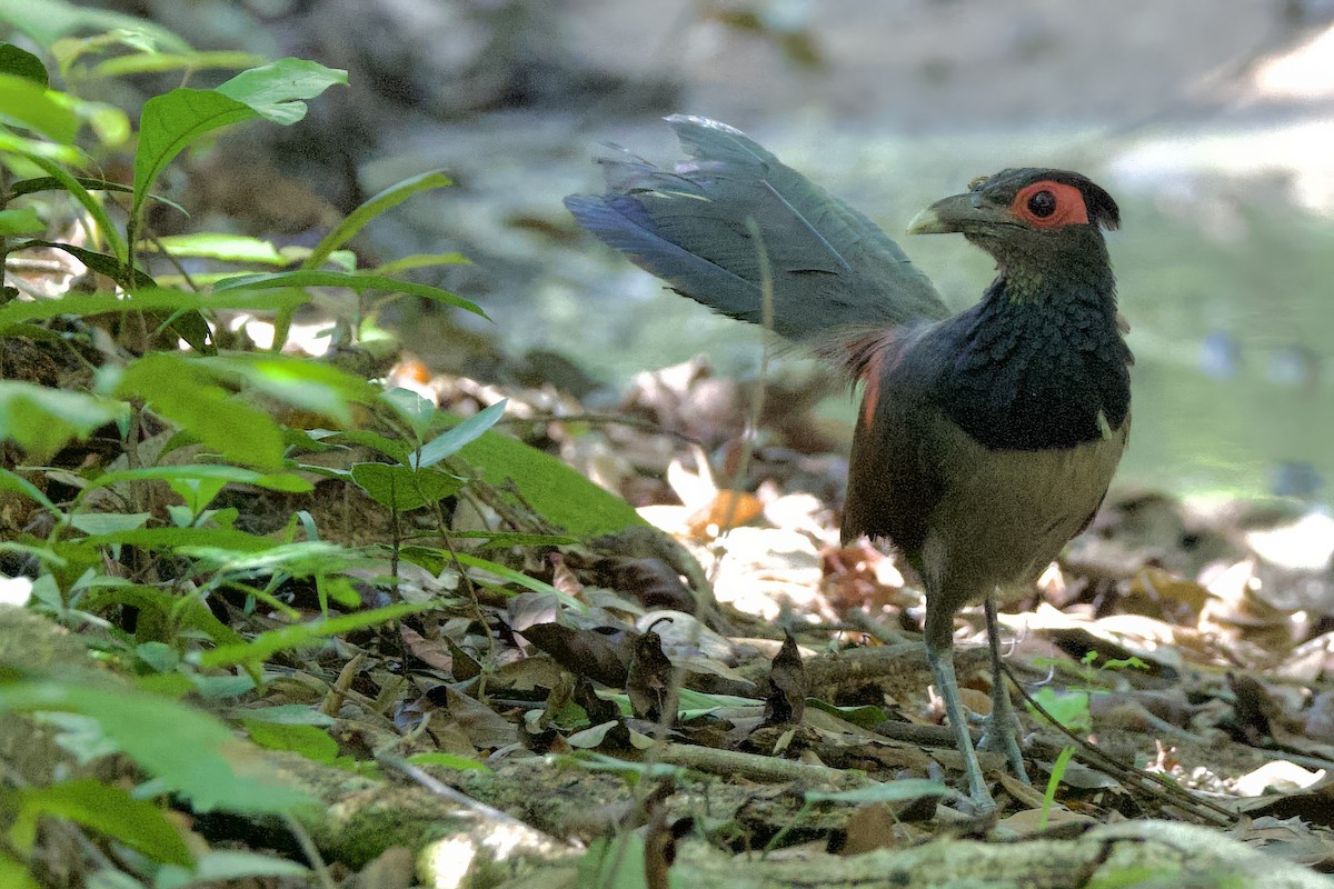 Rufous-winged Ground-Cuckoo - ML642219854