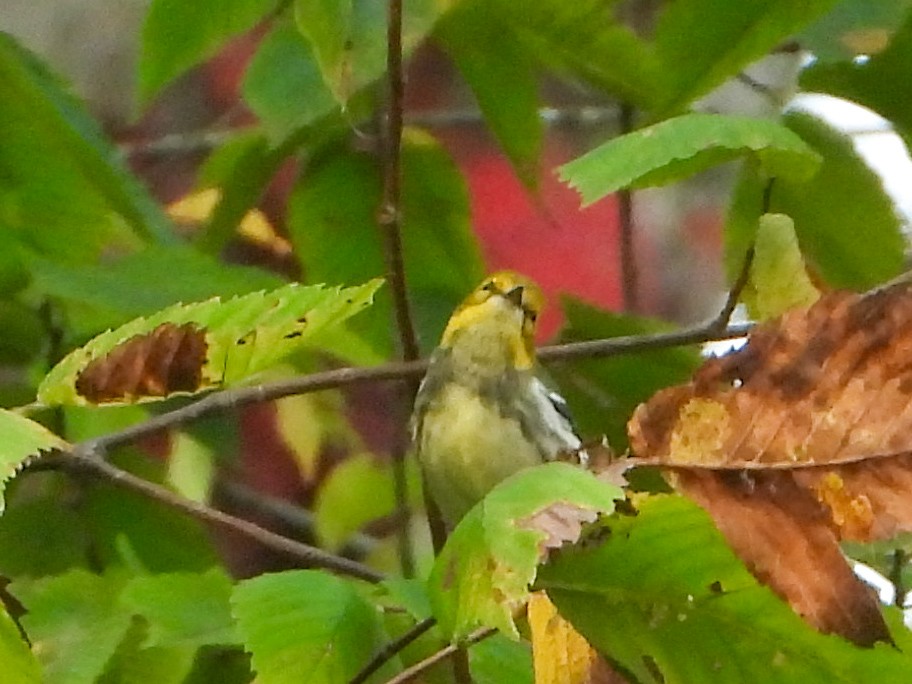 Black-throated Green Warbler - ML642219855