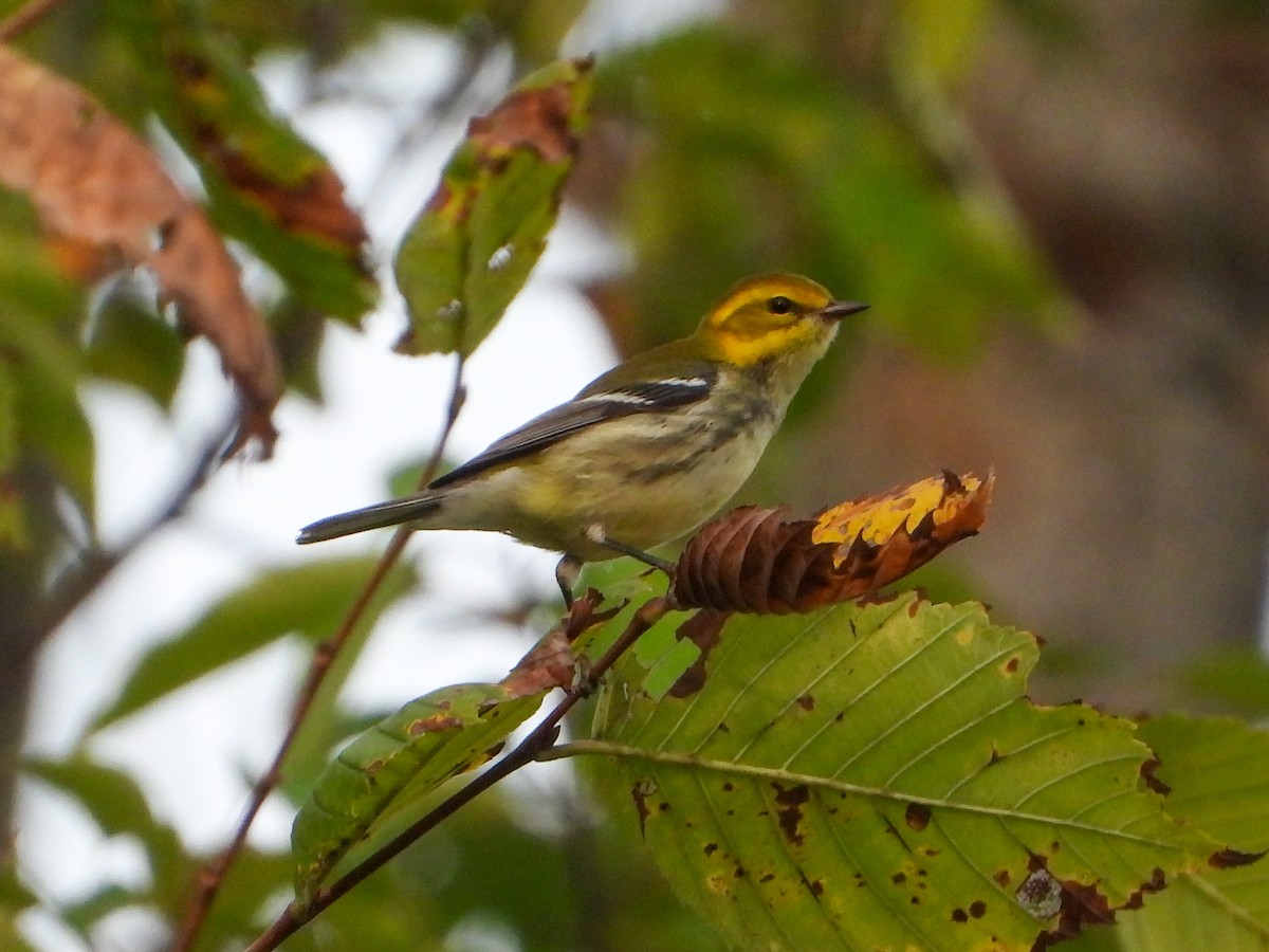 Black-throated Green Warbler - ML642219856