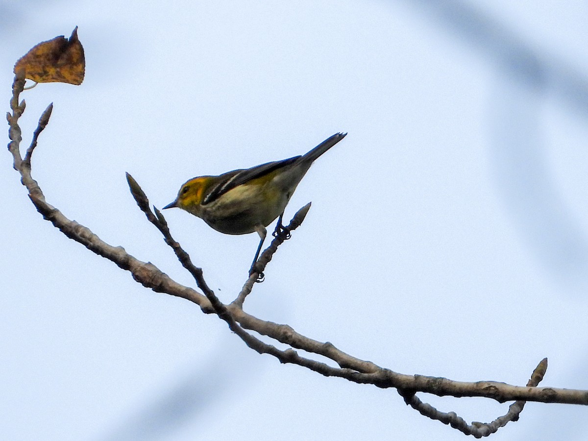 Black-throated Green Warbler - ML642219857