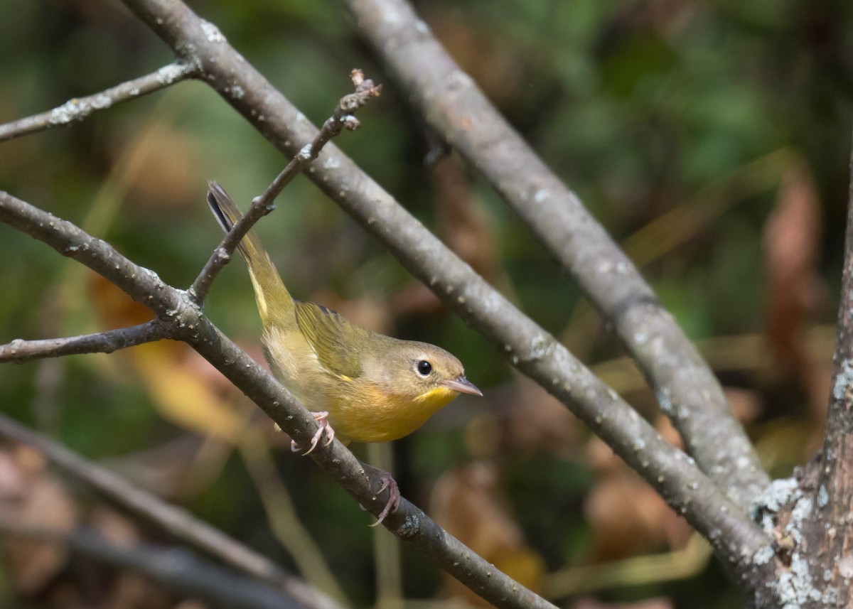 Common Yellowthroat - ML642219858