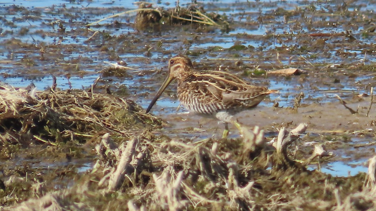 Wilson's Snipe - ML642219859