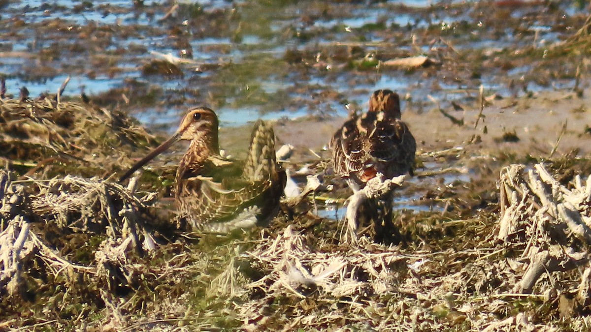 Wilson's Snipe - ML642219860