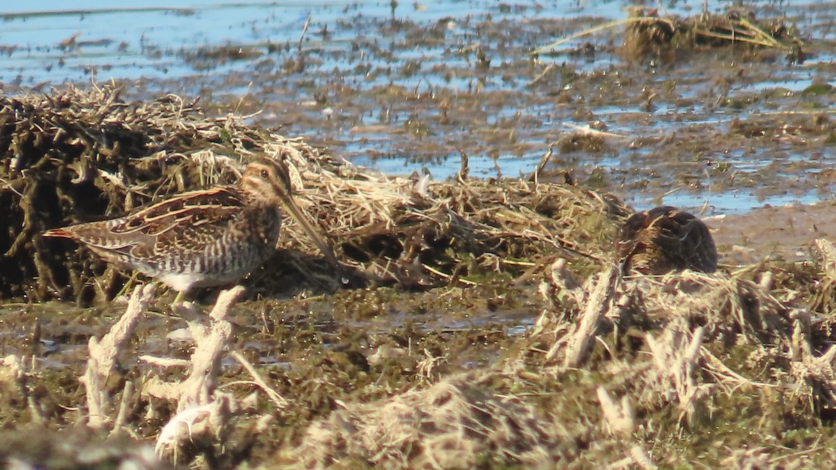 Wilson's Snipe - ML642219861