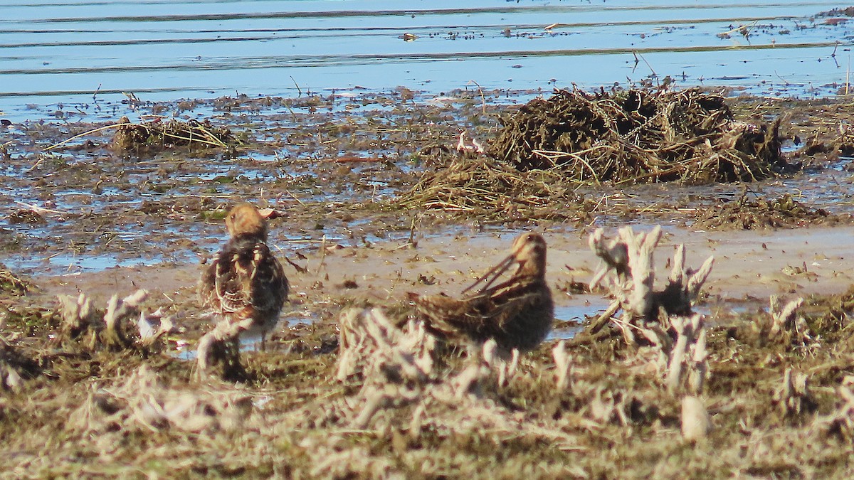 Wilson's Snipe - ML642219862