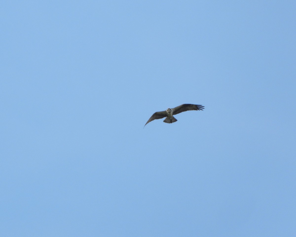 Osprey - ML642219864