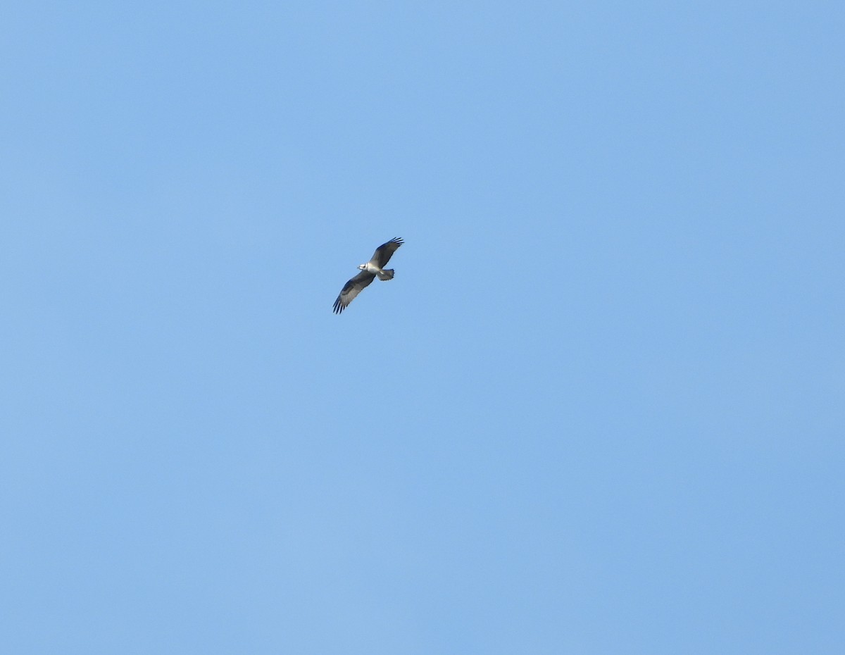 Osprey - ML642219865