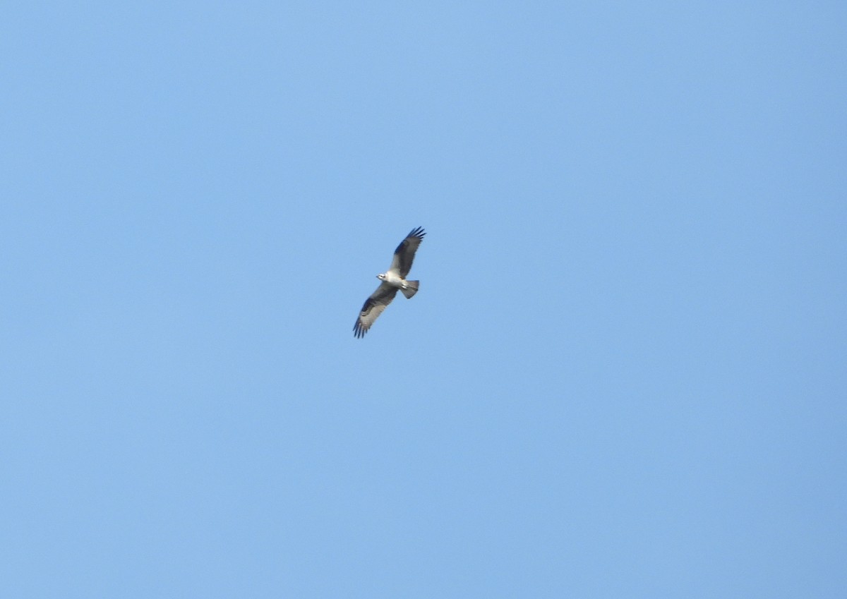 Osprey - ML642219866