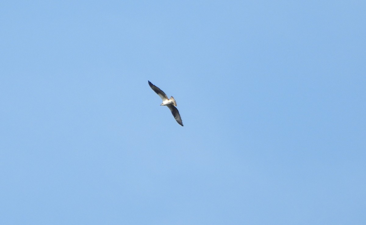 Osprey - ML642219867