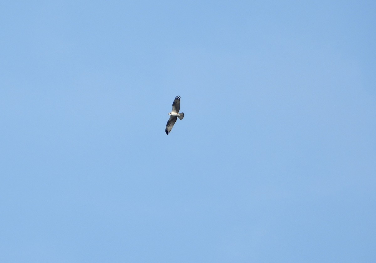 Osprey - ML642219868