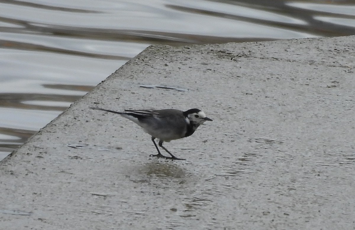 White Wagtail - ML642219870