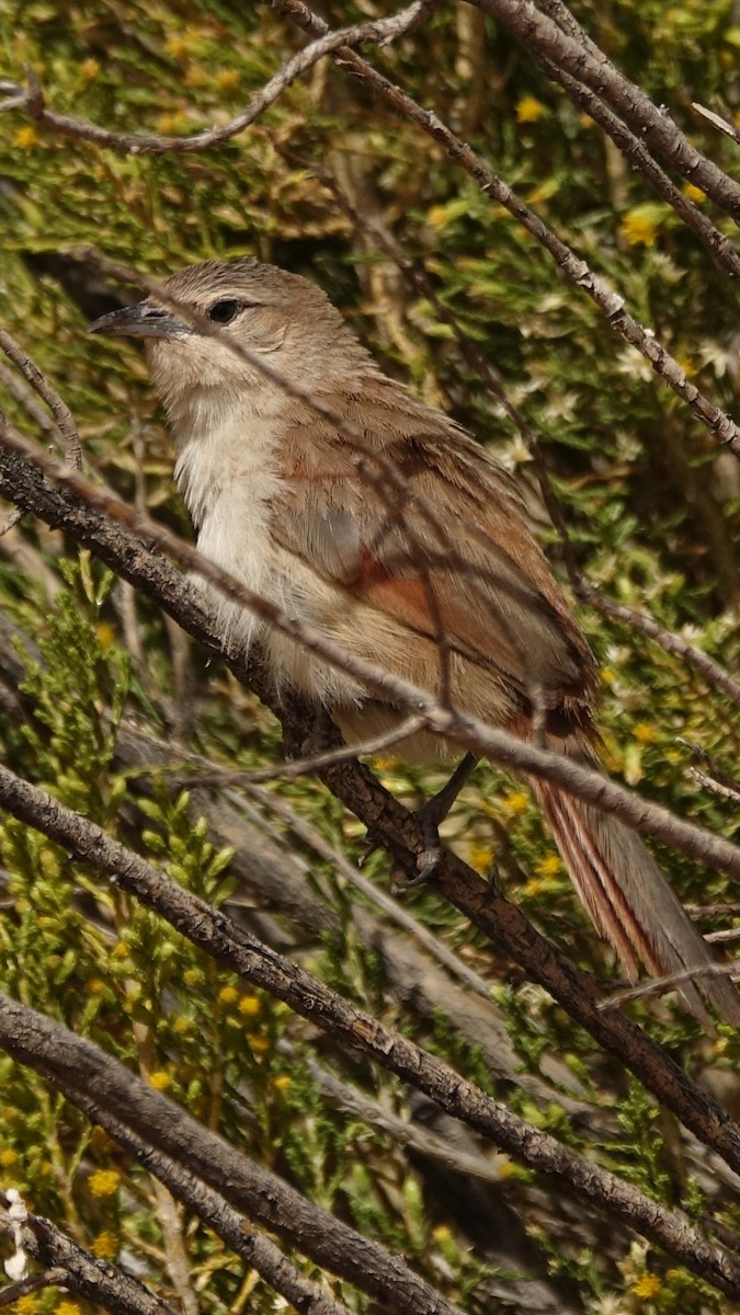 strekpannetornfugl - ML642219884
