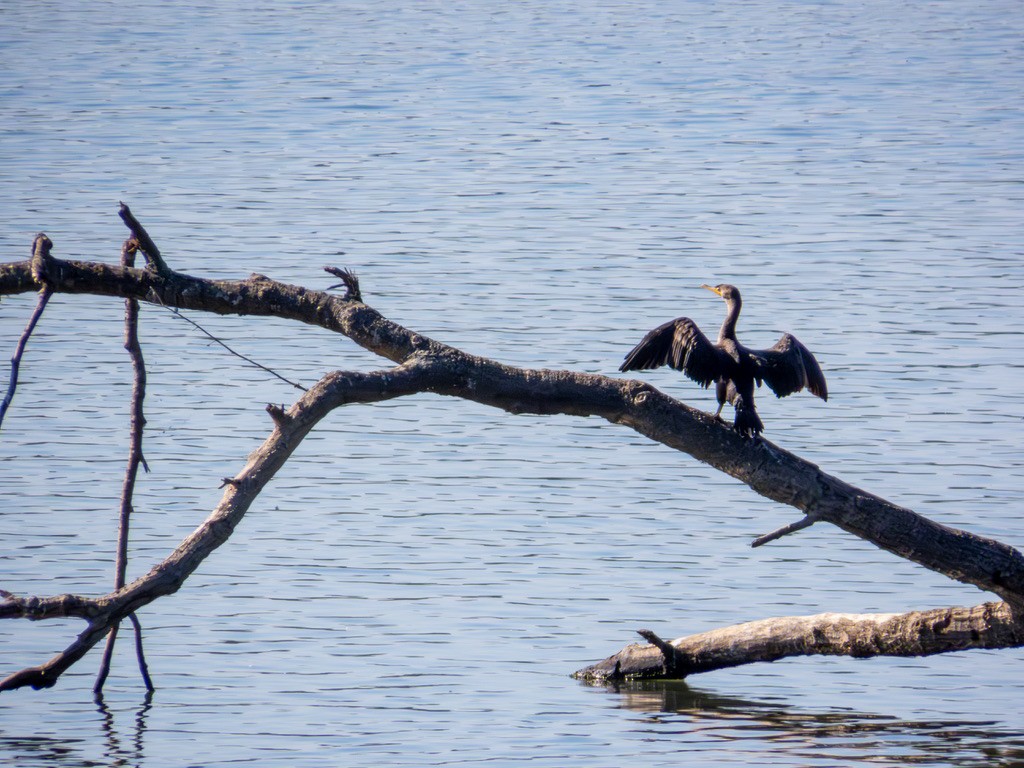 Double-crested Cormorant - ML642219889